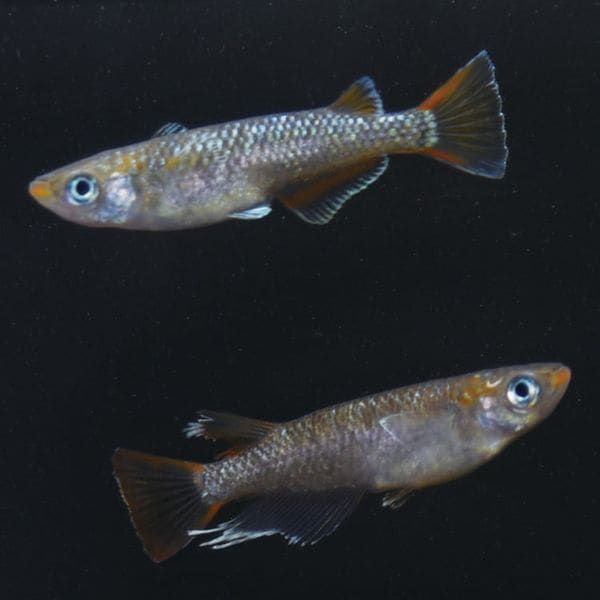 S4187 令和黒ラメ幹之MRG ペアセット