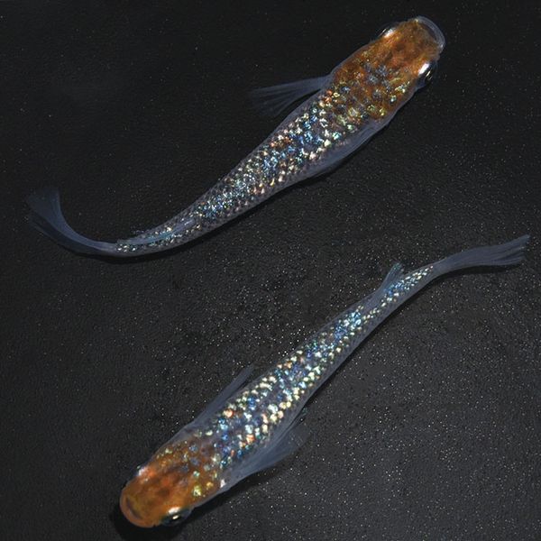 S4188 黒ラメ黄幹之サファイア系 ペアセット