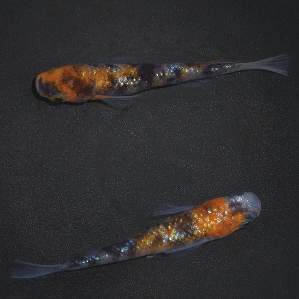 S4189 3色ラメ幹之サファイア系-黒勝ちタイプ- ペアセット