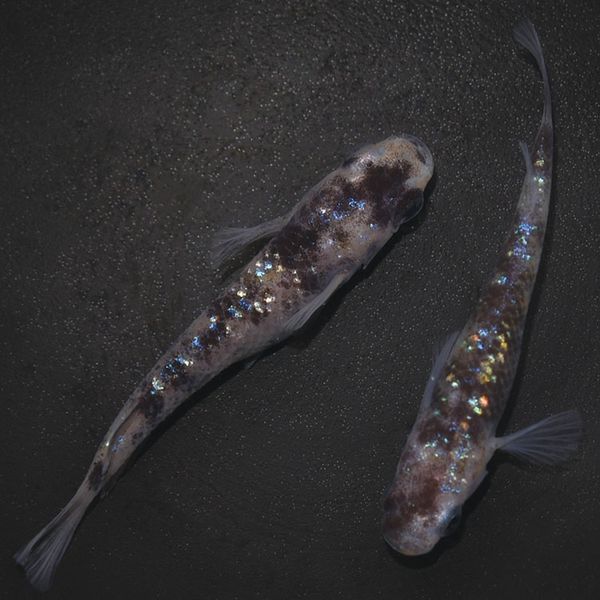 S4190 白ブチラメ幹之サファイア系DW ペアセット