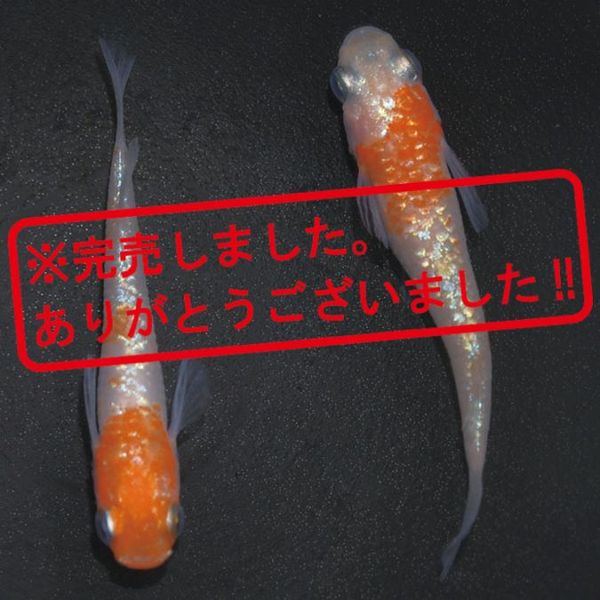 S4191 紅白ラメ幹之 ペアセット