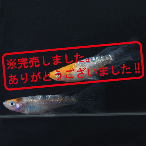 S4192 3色ラメ幹之RLF ペアセット