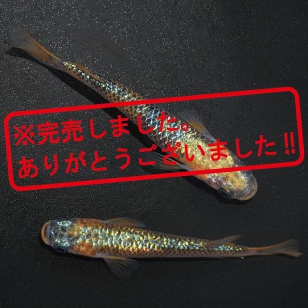 G-5595 令和サファイアNOVA ペアセット