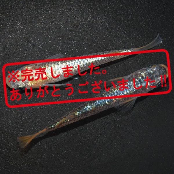 G-5596 令和サファイアNOVA ペアセット