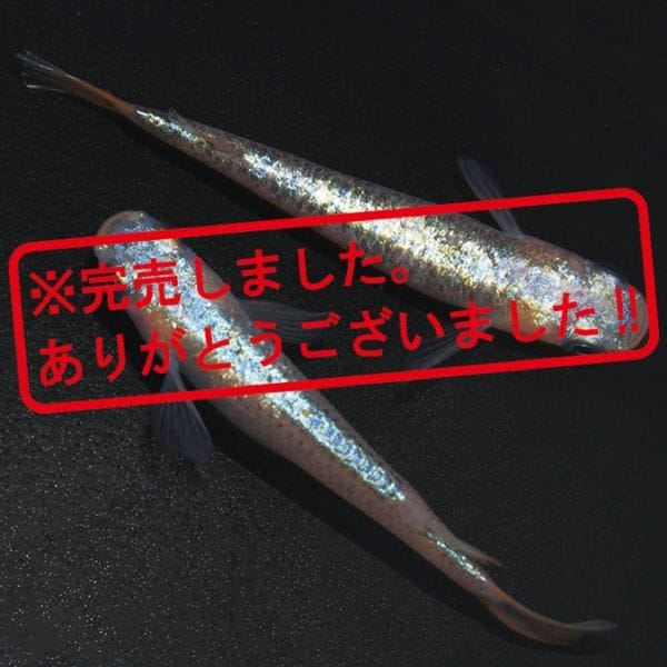 G-5597 令和サファイアNOVA ペアセット