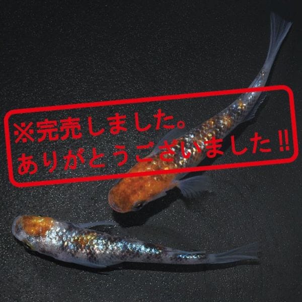 現物写真限定セット販売 | 静楽庵