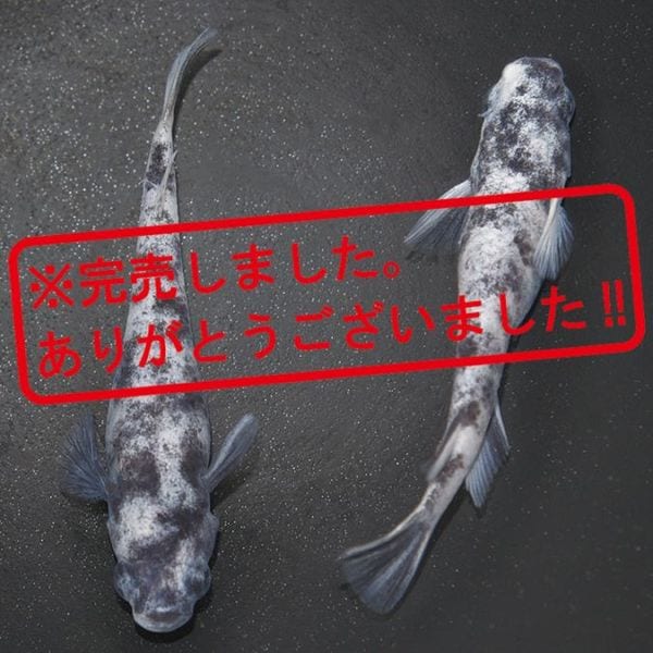 G-5608����֥�DW���ڥ����å�