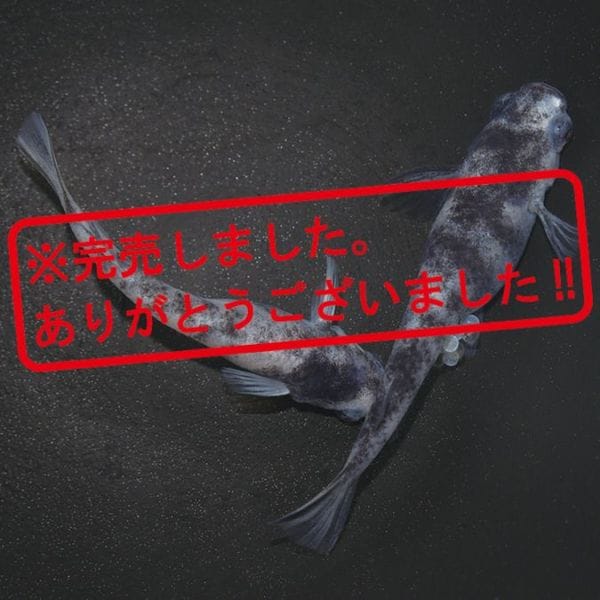 G-5609����֥�DW���ڥ����å�