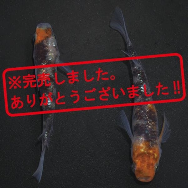 G-5610��3����ᴴǷ���ե�������-������������-���ڥ����å�