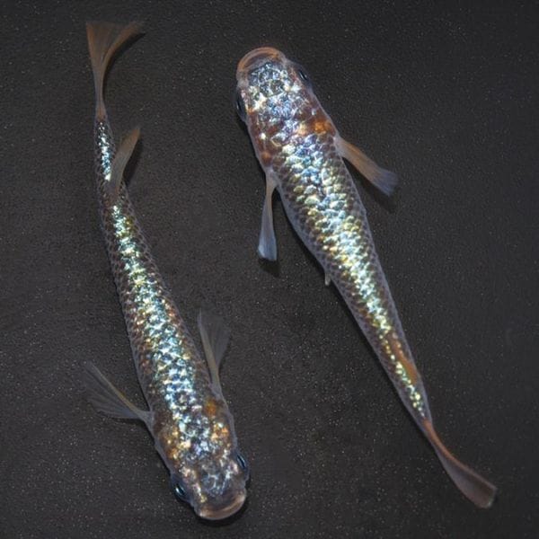 G-5611�����¥��ե�����NOVA���ڥ����å�