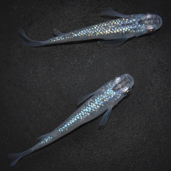 S4211������ᴴǷ���ե������ϡ��ڥ����å�