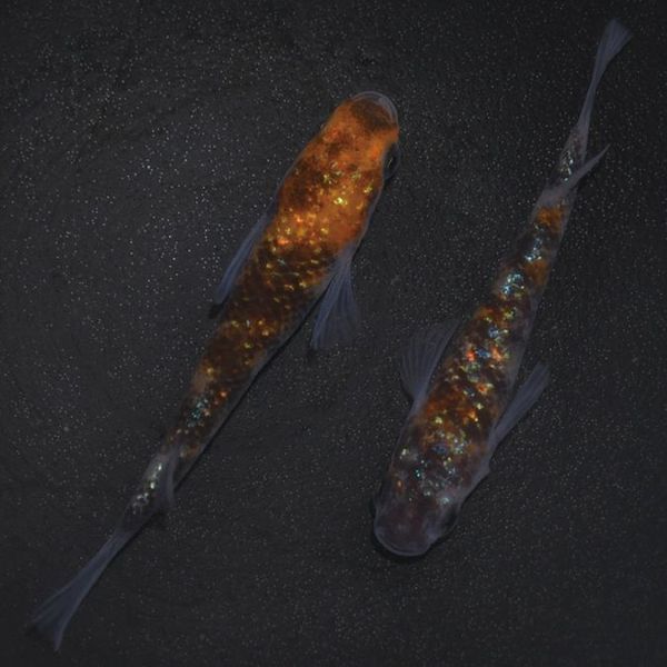 S4213��3����ᴴǷ���ե�������-������������-���ڥ����å�