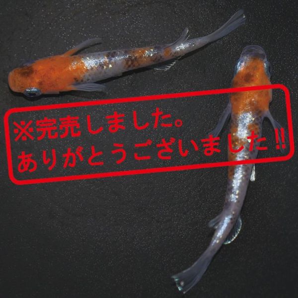 S4215��3����ᴴǷ-�γ���������-(LU-04)���ڥ����å�