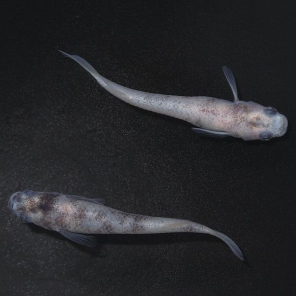 S4216����֥�DW���ڥ����å�