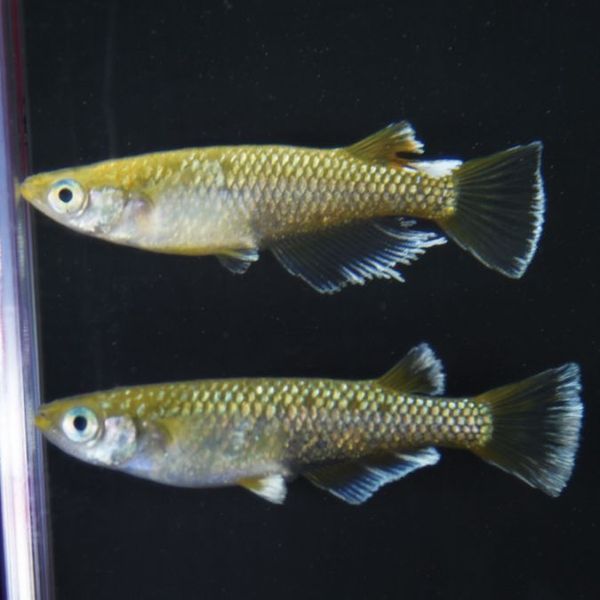 S4218�������ᴴǷMRG���ڥ����å�