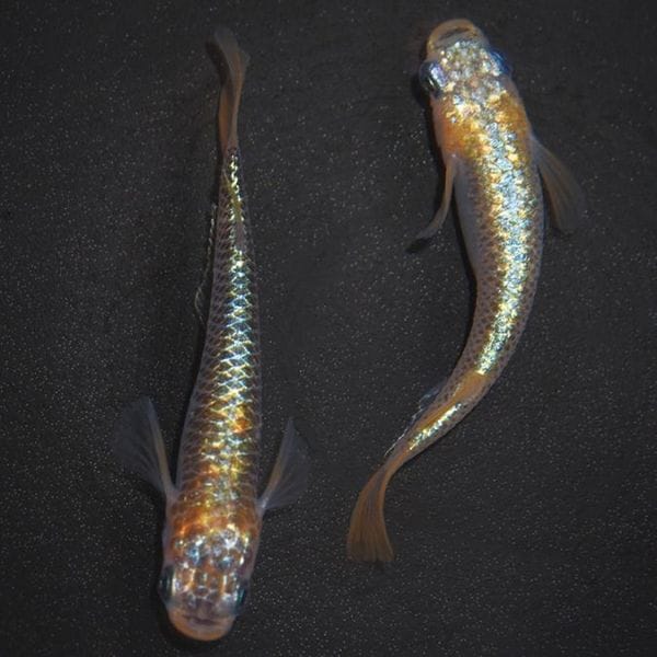 G-5612�����¥��ե�����NOVA���ڥ����å�