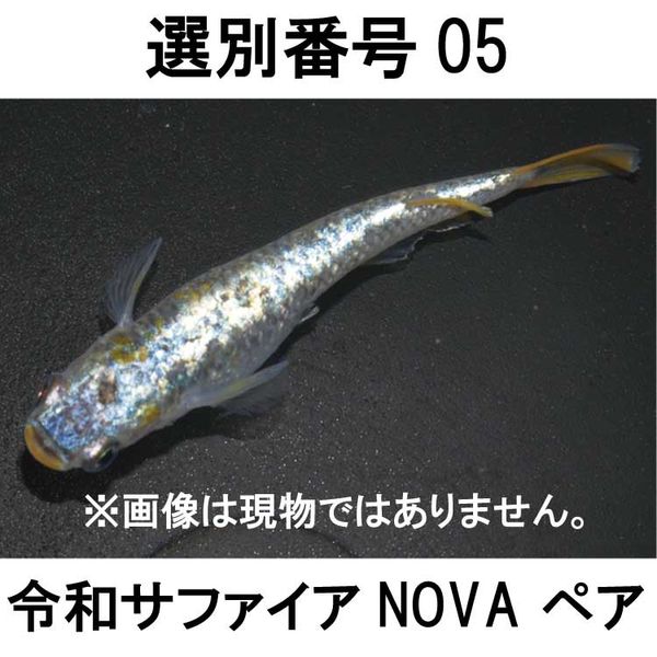 �������ֹ�05�����¥��ե�����NOVA���ڥ�