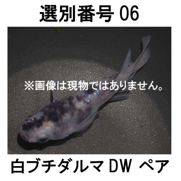 �������ֹ�06����֥������DW���ڥ�