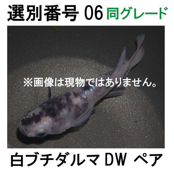 �������ֹ�06Ʊ���졼�ɡ���֥������DW���ڥ�