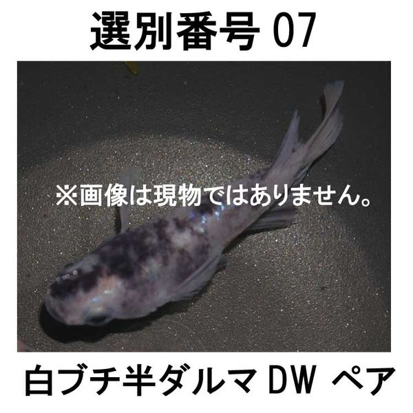 �������ֹ�07����֥�Ⱦ����� �ڥ�