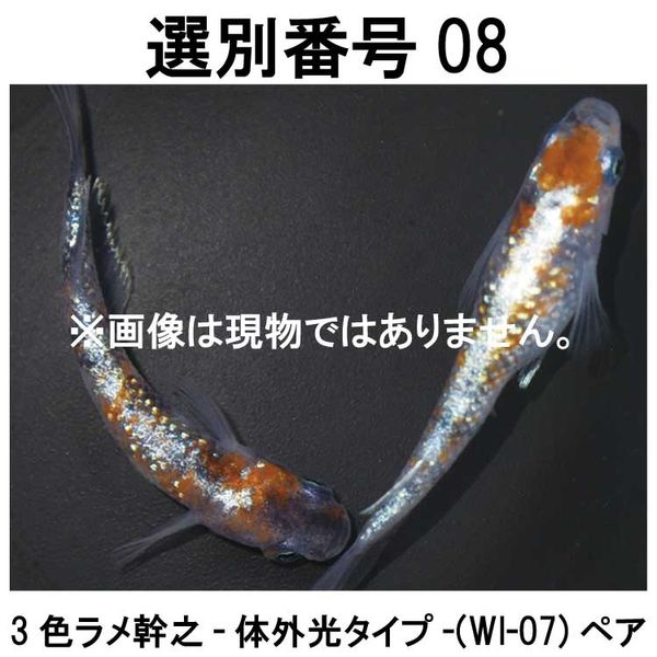 �������ֹ�08��WI-07���ڥ�