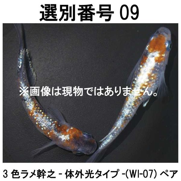 �������ֹ�09��WI-07���ڥ�