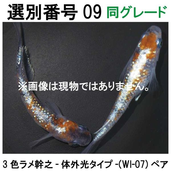 �������ֹ�09Ʊ���졼�ɡ�WI-07���ڥ�