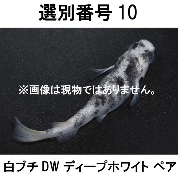 �������ֹ�10����֥�DW���ڥ�