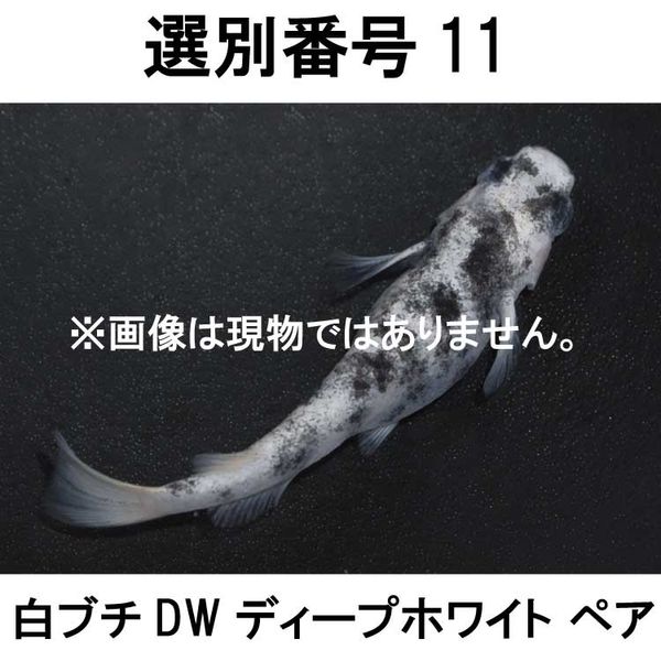 �������ֹ�11����֥�DW���ڥ�