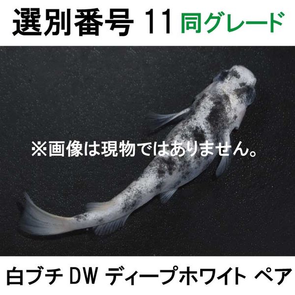 �������ֹ�11Ʊ���졼�ɡ���֥�DW���ڥ�