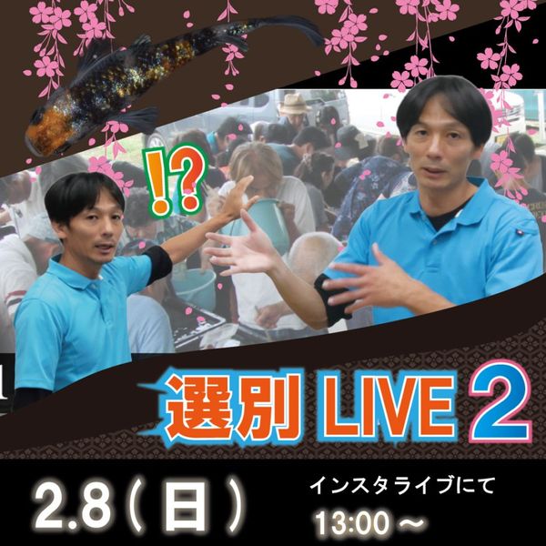 SL-14s ��֥�DW�ǥ����ץۥ磻�� �ڥ����å�(Ʊ����)