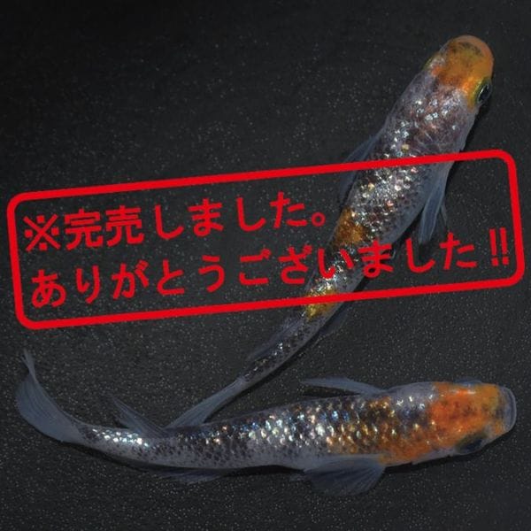 G-5613��3����ᴴǷ���ե�������-������������-���ڥ����å�