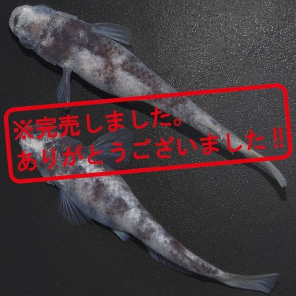 G-5616����֥�DW���ڥ����å�