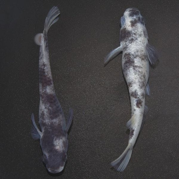 G-5619����֥��ģס��ڥ�