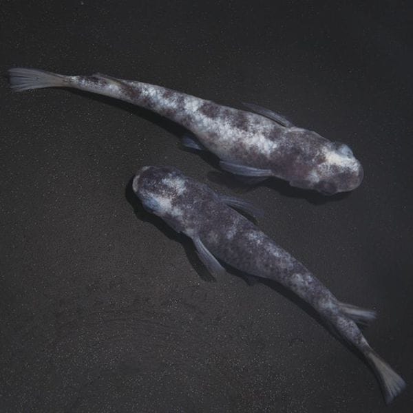 静楽庵 | 商品一覧