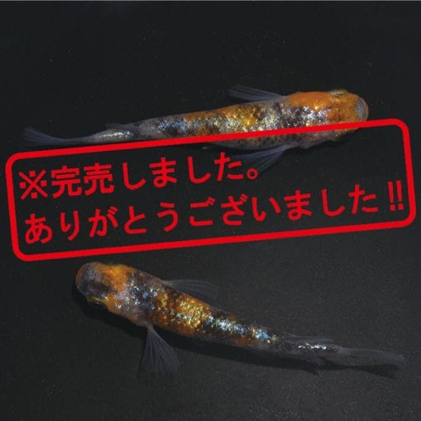 現物写真限定セット販売 | 静楽庵