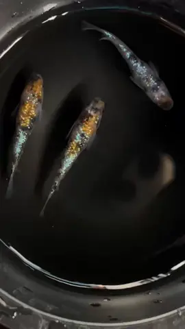 G-5702��3����ᴴǷ���ե������ϡ�����1+�᥹2ɤ
