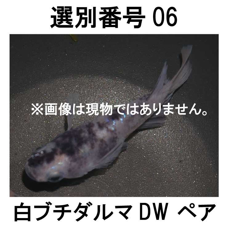 �������ֹ�06����֥������DW���ڥ�
