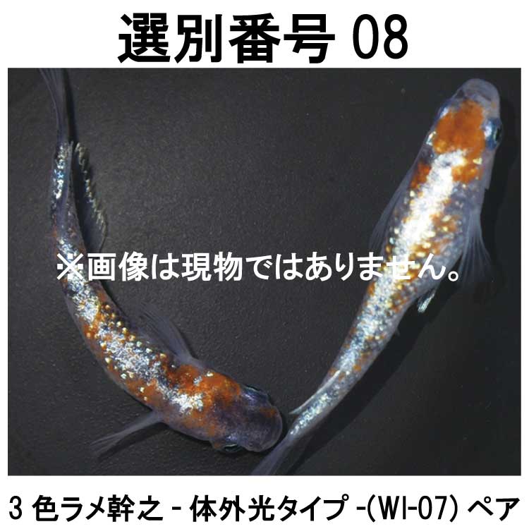 �������ֹ�08��WI-07���ڥ�