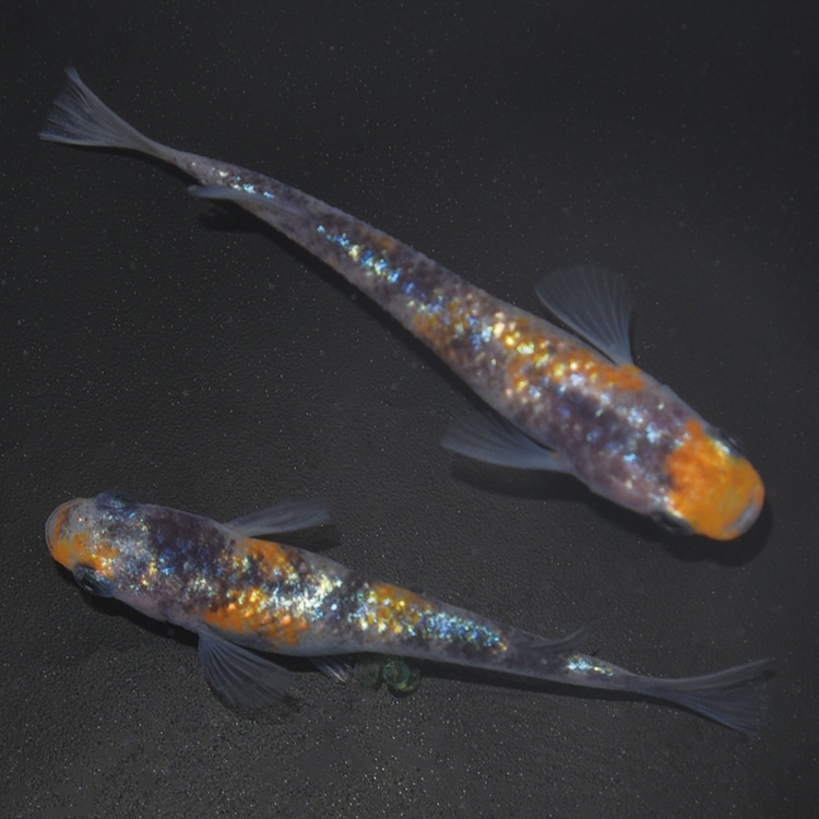 静楽庵血統黒ラメ幹之サファイア背びれ無し稚魚１０匹 S4269 3色ラメ幹之サファイア系-黒勝ちタイプ- ペア | 店頭セット販売