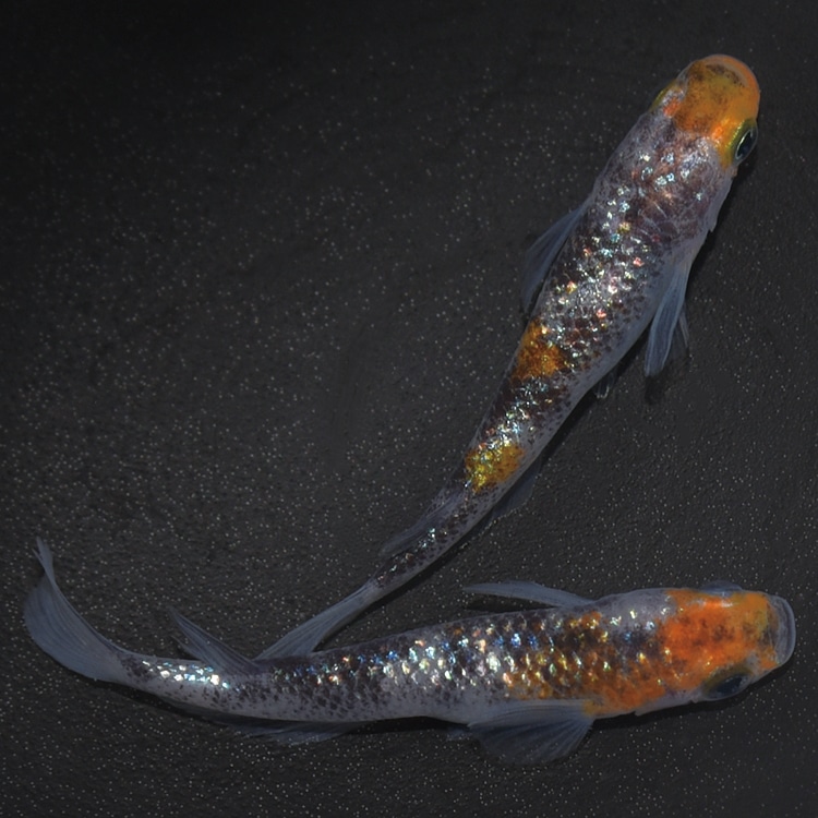 G-5613 3色ラメ幹之サファイア系-黒勝ちタイプ- ペアセット | 現物写真