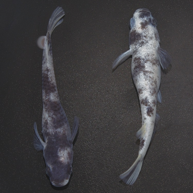 G-5619 白ブチDW ペア | 現物写真限定セット販売 | 静楽庵