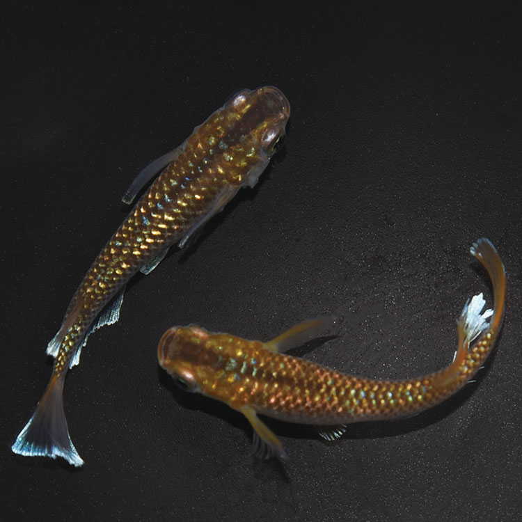 S4165 琥珀ラメ幹之MRG ペアセット | 店頭セット販売 | 静楽庵