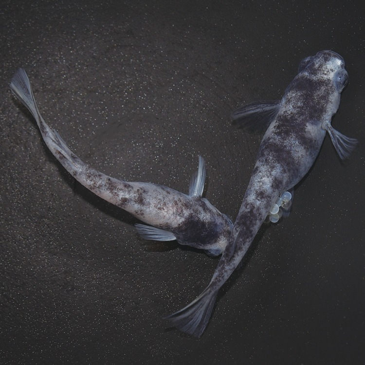 G-5609����֥�DW���ڥ����å�