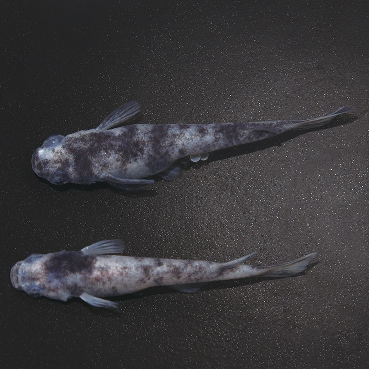 G-5609����֥�DW���ڥ����å�