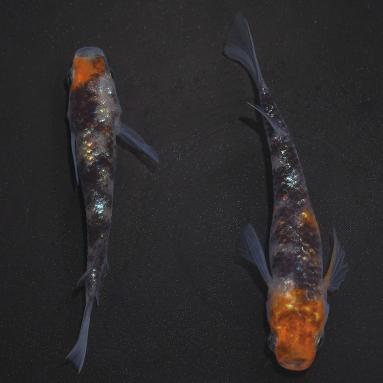 G-5610��3����ᴴǷ���ե�������-������������-���ڥ����å�