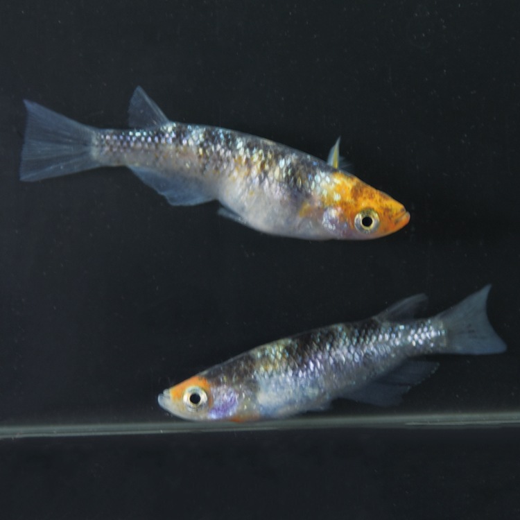 G-5610��3����ᴴǷ���ե�������-������������-���ڥ����å�