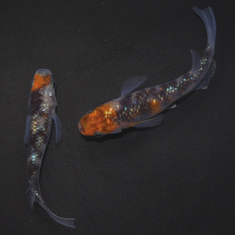 G-5610��3����ᴴǷ���ե�������-������������-���ڥ����å�