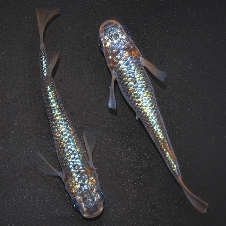 G-5611�����¥��ե�����NOVA���ڥ����å�