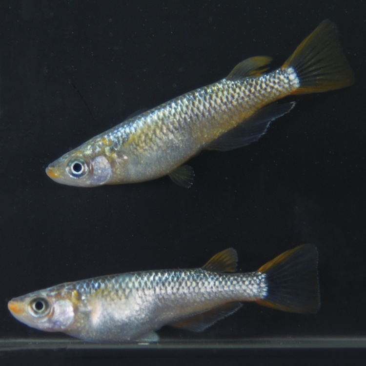 G-5611�����¥��ե�����NOVA���ڥ����å�